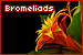 Bromeliads