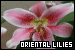 Oriental Lilies